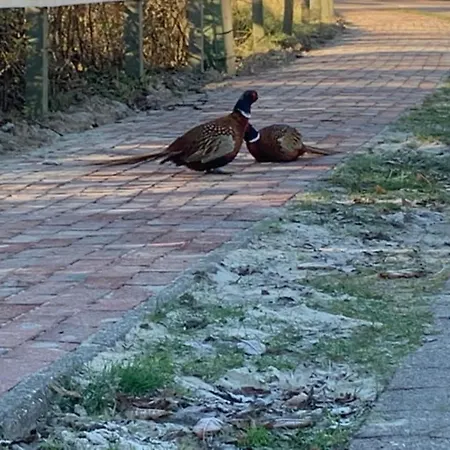 De Klipp In Der Moewenburg,